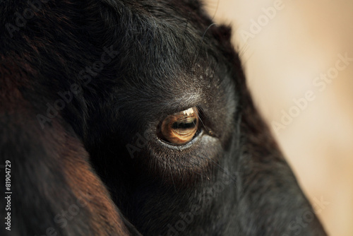 Black goat's eye.