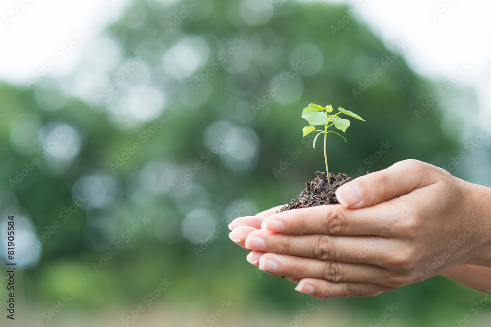 young plant of vagetable with ground on hand young plant of vagetable with ground on hand