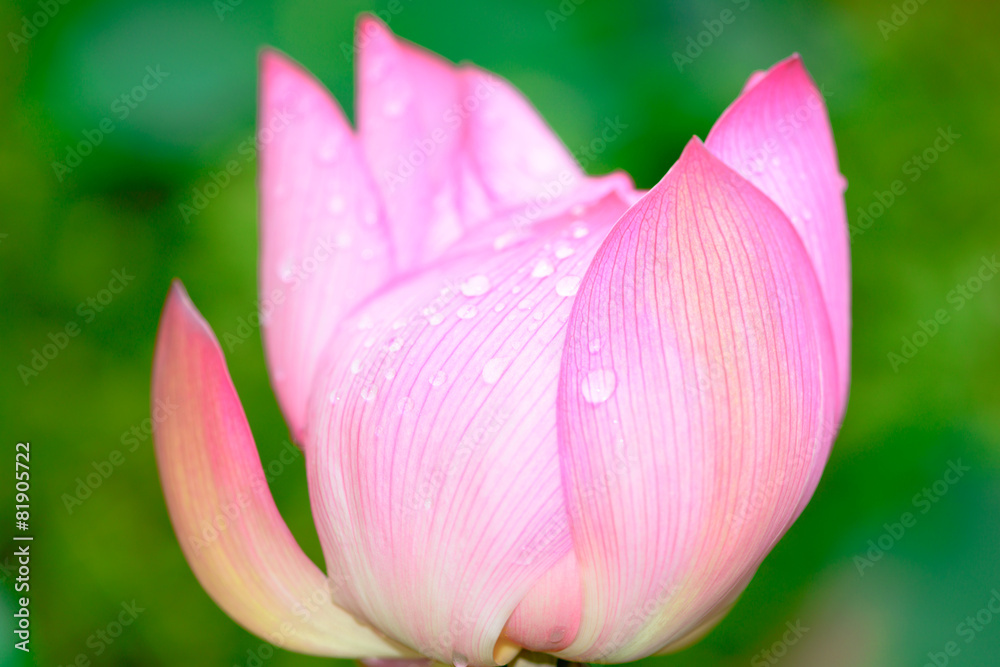 Lotus and lotus ponds