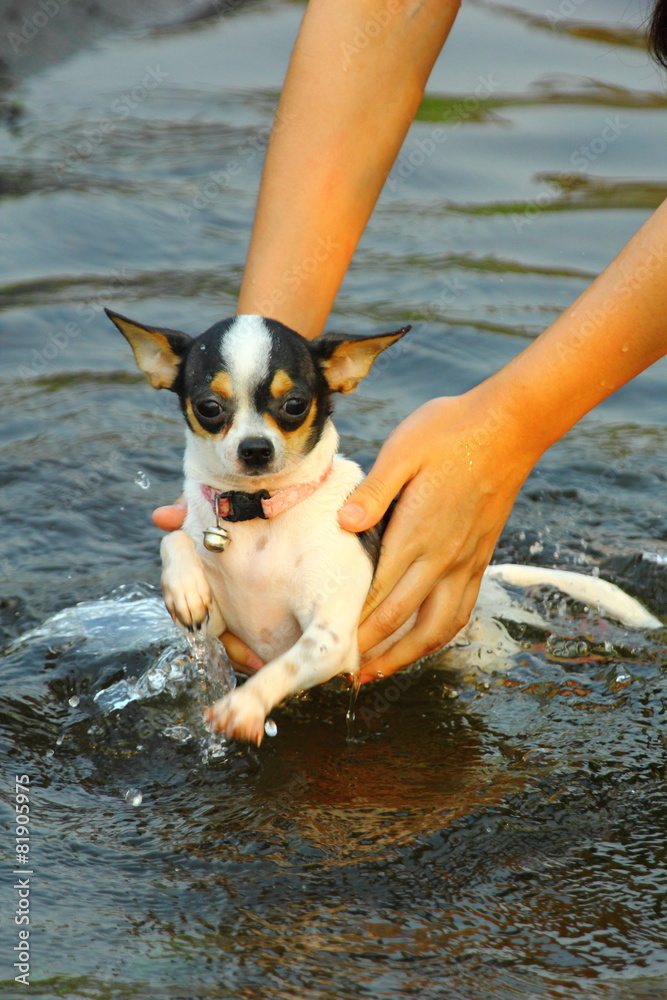 Chihuahua, dog, puppy pools.