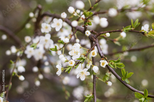 spring tree with white flowers and green leaf in orchard garden