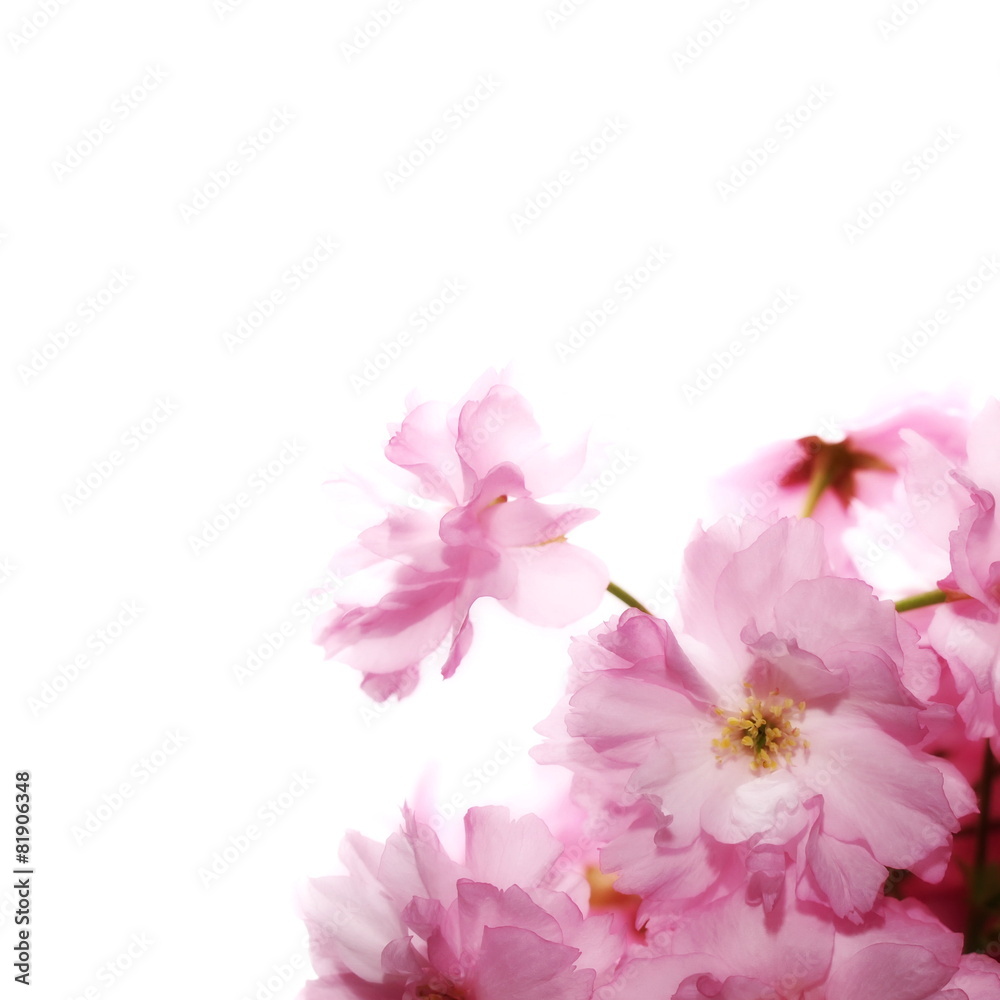 Spring flowering branches, blossoms isolated on white