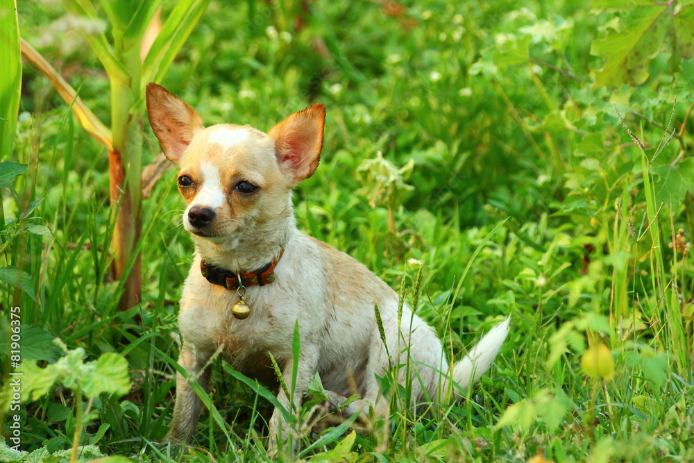 Chihuahua, dog, puppy chihuahua cute.