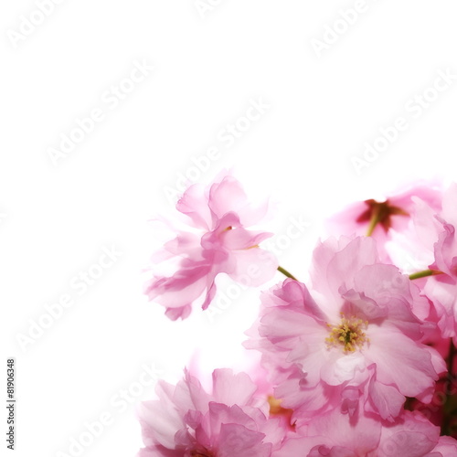 Spring flowering branches, blossoms isolated on white