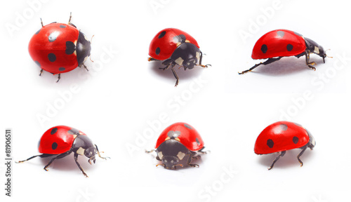 Fotografiet ladybug isolated