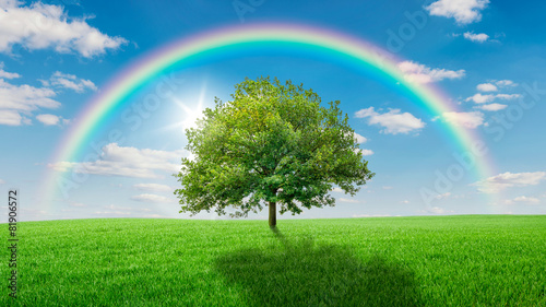 Eiche auf einer grünen Wiese überspannt von einem Regenbogen photo