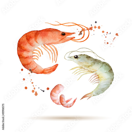 Watercolor shrimp