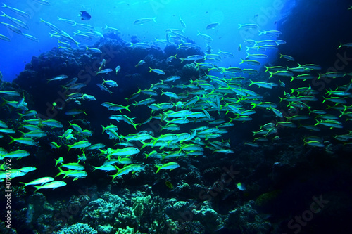 Fototapeta Naklejka Na Ścianę i Meble -  Group of coral fish  water.