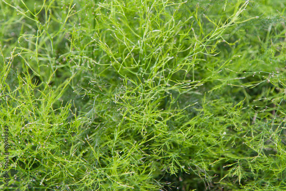 green grass or herb outdoors green grass or herb outdoors