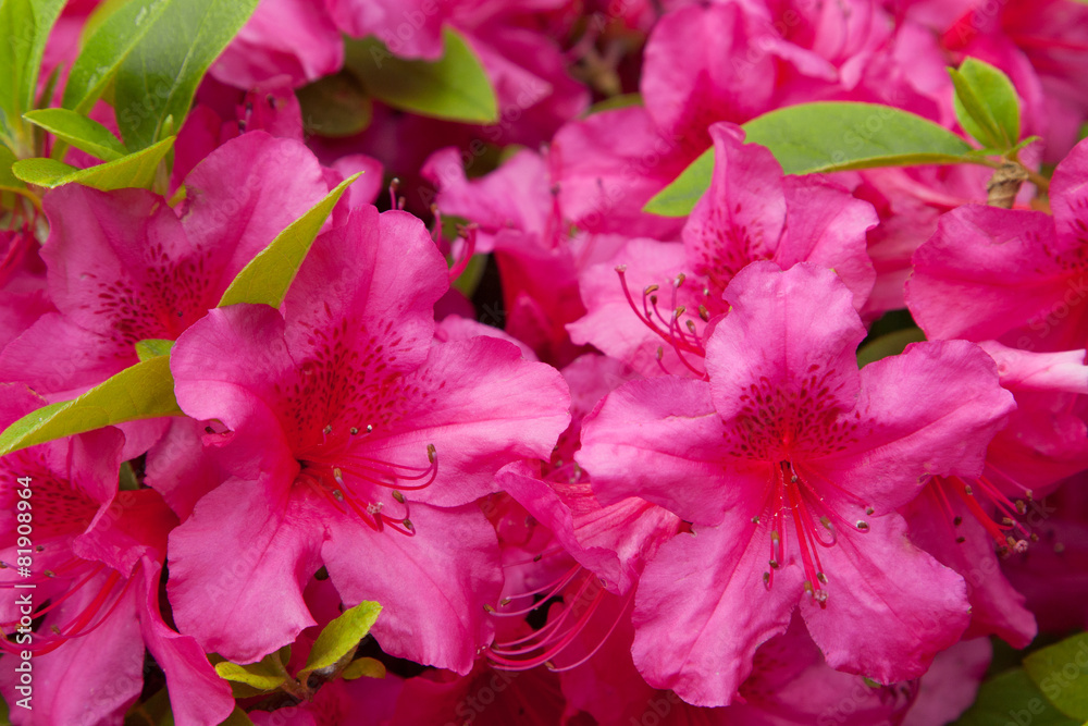 beautiful red flowers at summer garden beautiful red flowers at summer garden