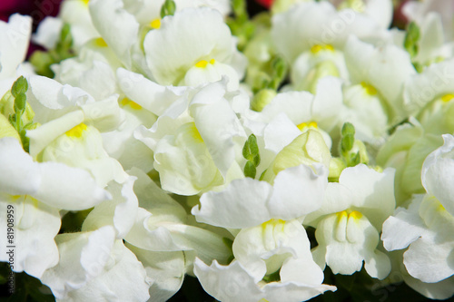 beautiful white flowers at summer garden