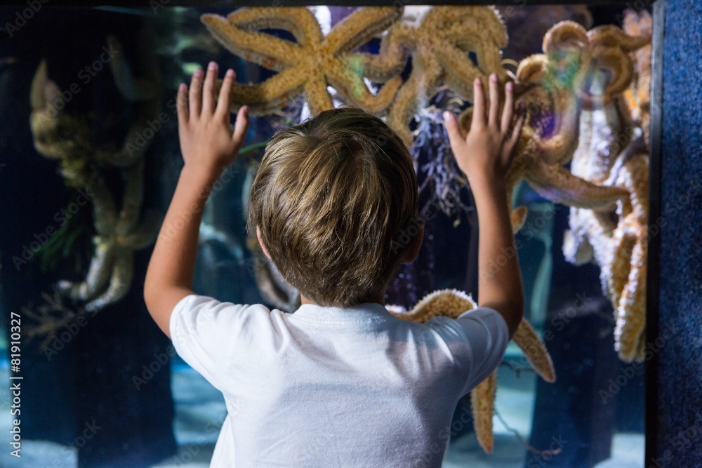 Young man touching starfish-tank