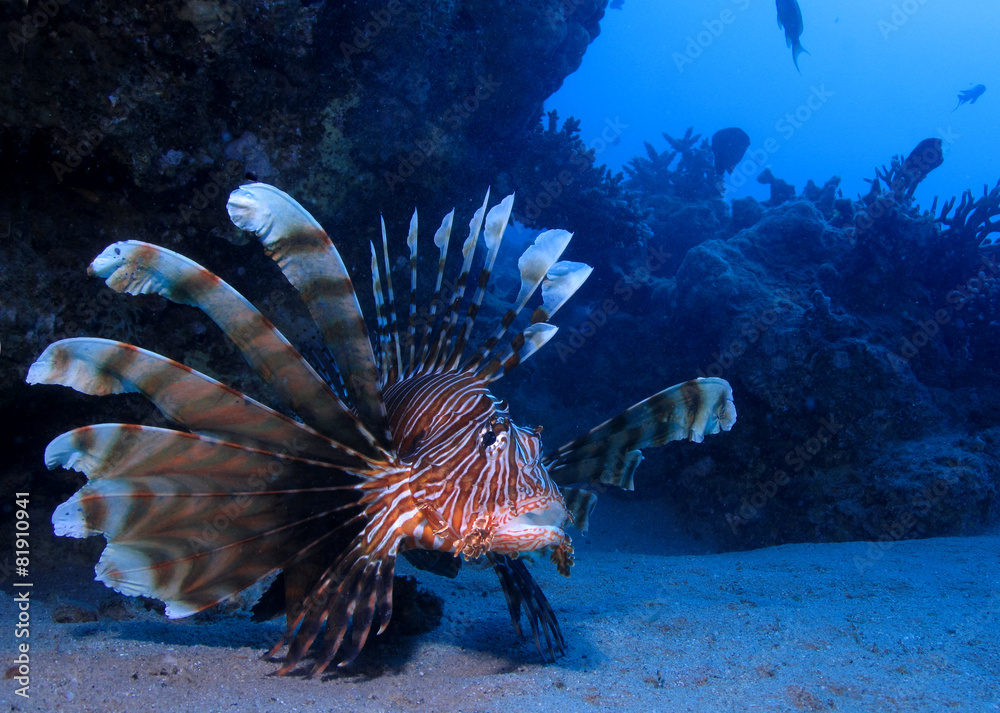 Fototapeta premium lion fish