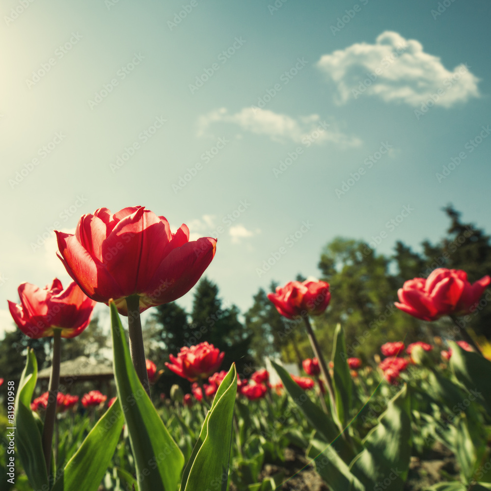 Naklejka premium Tulip flowers, abstract natural landscape for your design