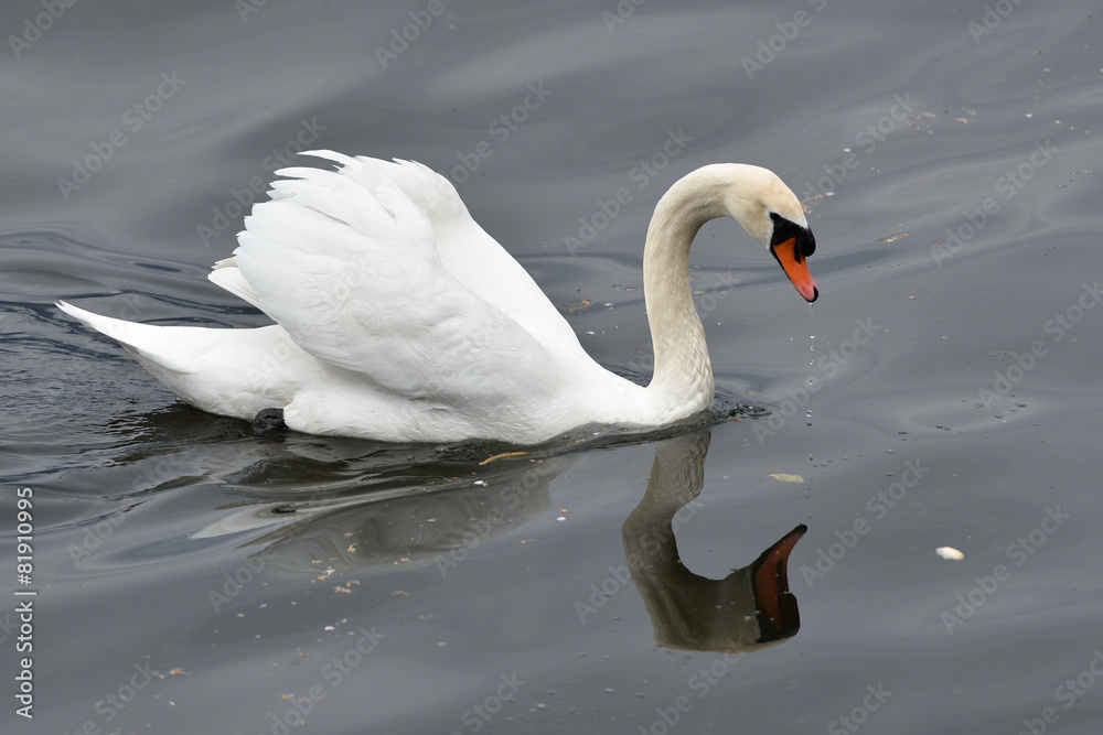 Naklejka premium cigno reale