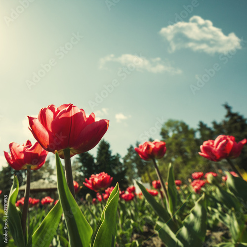 Tulip flowers  abstract natural landscape for your design
