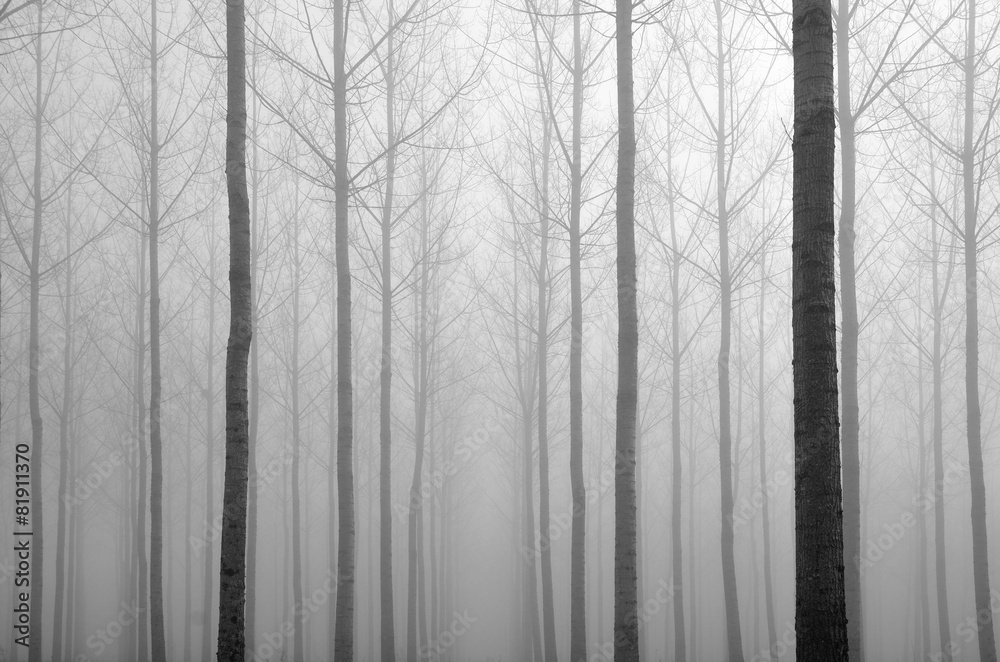 Fototapeta premium Young bare trees in the fog