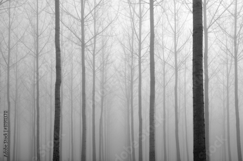 Young bare trees in the fog