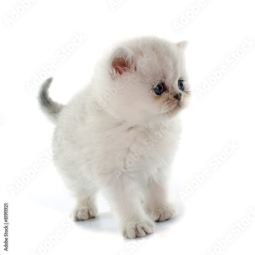 Fototapeta Naklejka Na Ścianę i Meble -  kitten exotic shorthair