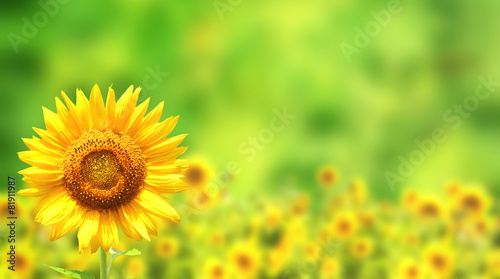 Sunflowers on green background