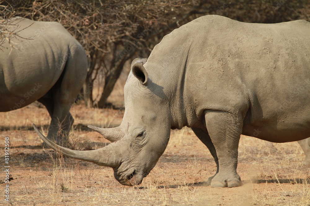 Obraz premium Nashorn, Namibia