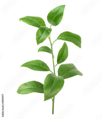 Lemon green leaves isolated on a white background