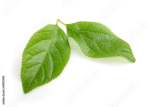 plum leaf isolated with shadow