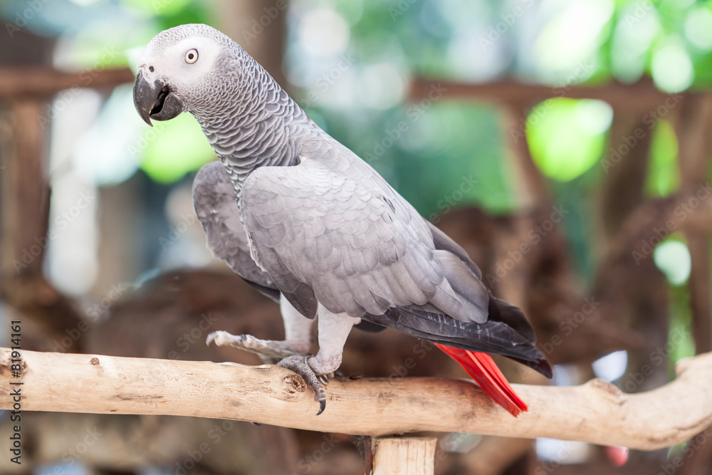 Obraz premium African Grey Parrot