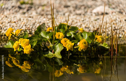 Marsh-marigold in a garden pond photo