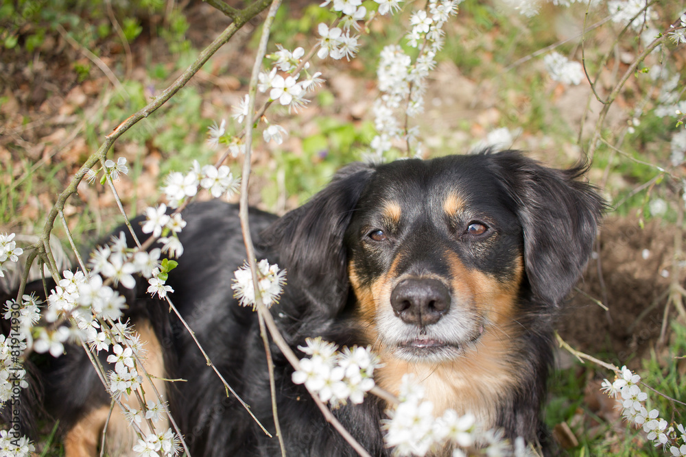 Ein Hund guckt durch einen Strauch nach oben