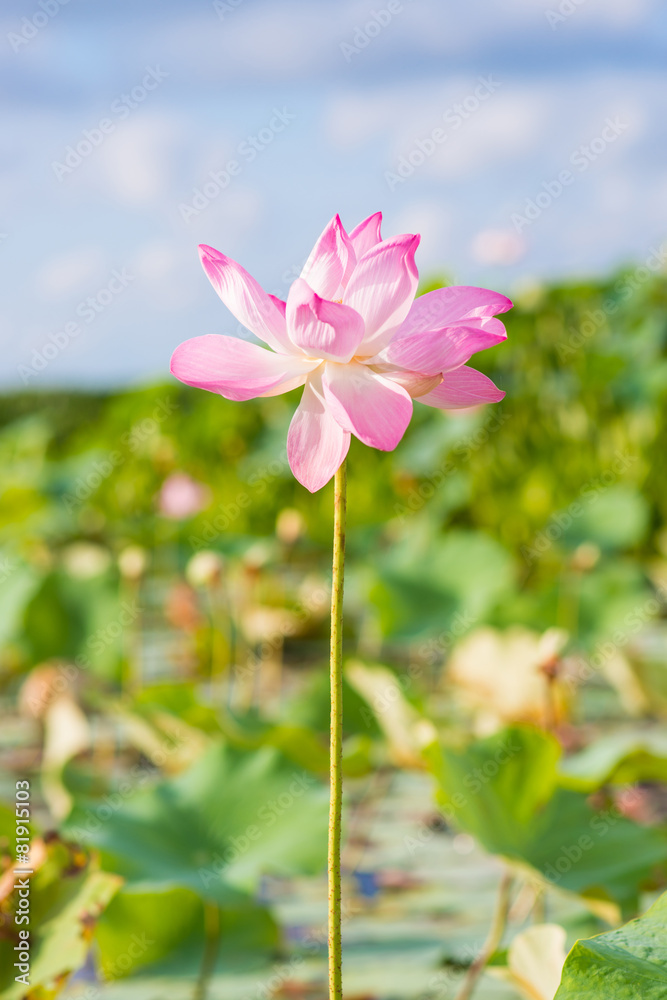 pink lotus in lotus swamp at 