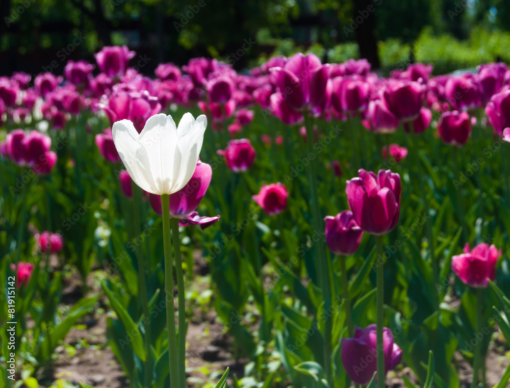 Purple tulips