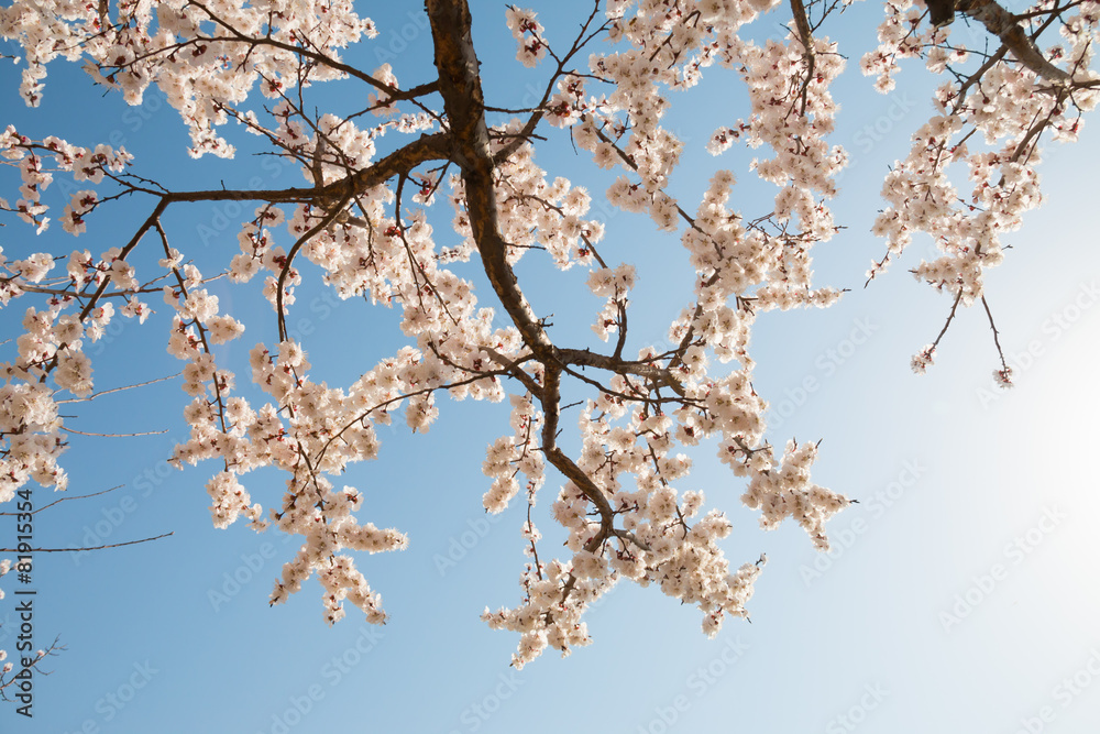 Cherry blossoms against a blue sky Cherry blossoms against a blue sky