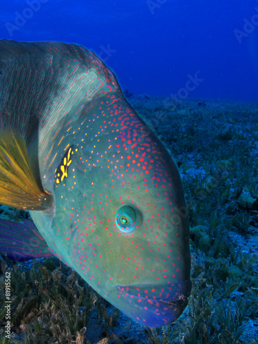 marine fish photo