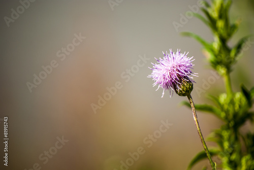 summer wildflowers