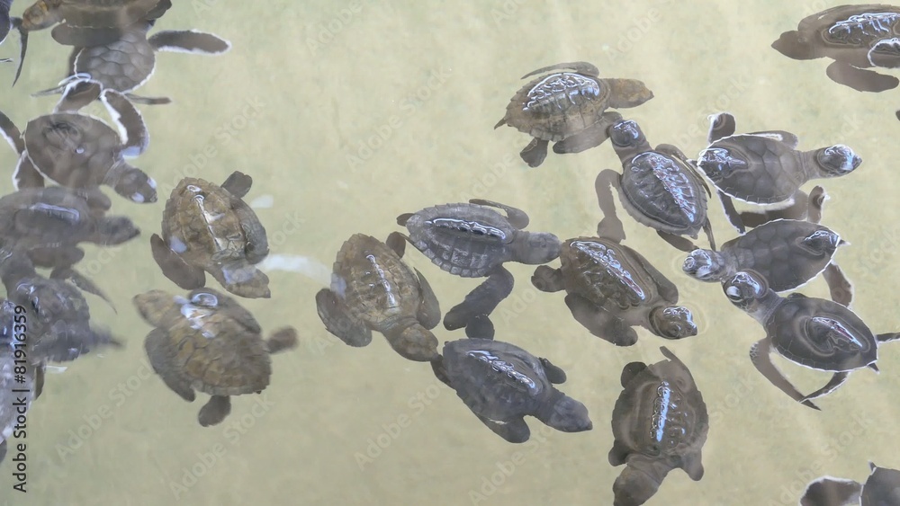 Baby turtles swimming in Turtle Hatchery Sri Lanka 4k Stock ビデオ