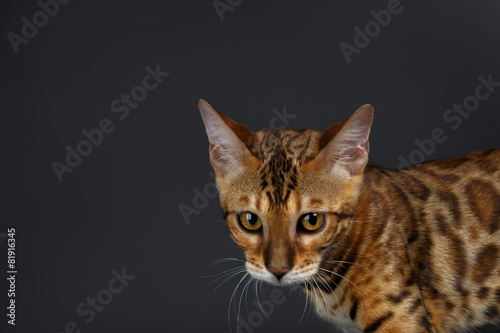 Closeup female Bengal Cat
