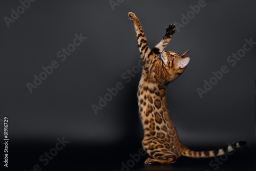 Rising up Paws Playful Bengal Cat