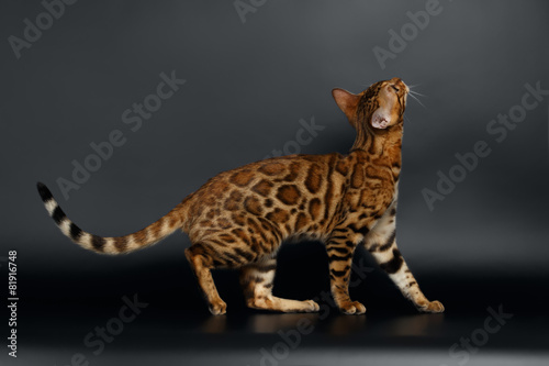 Side View Bengal Cat Looking up