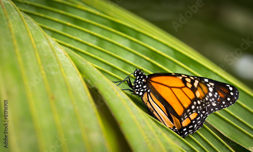 Monarch Butterfly on the green leaf #81916901