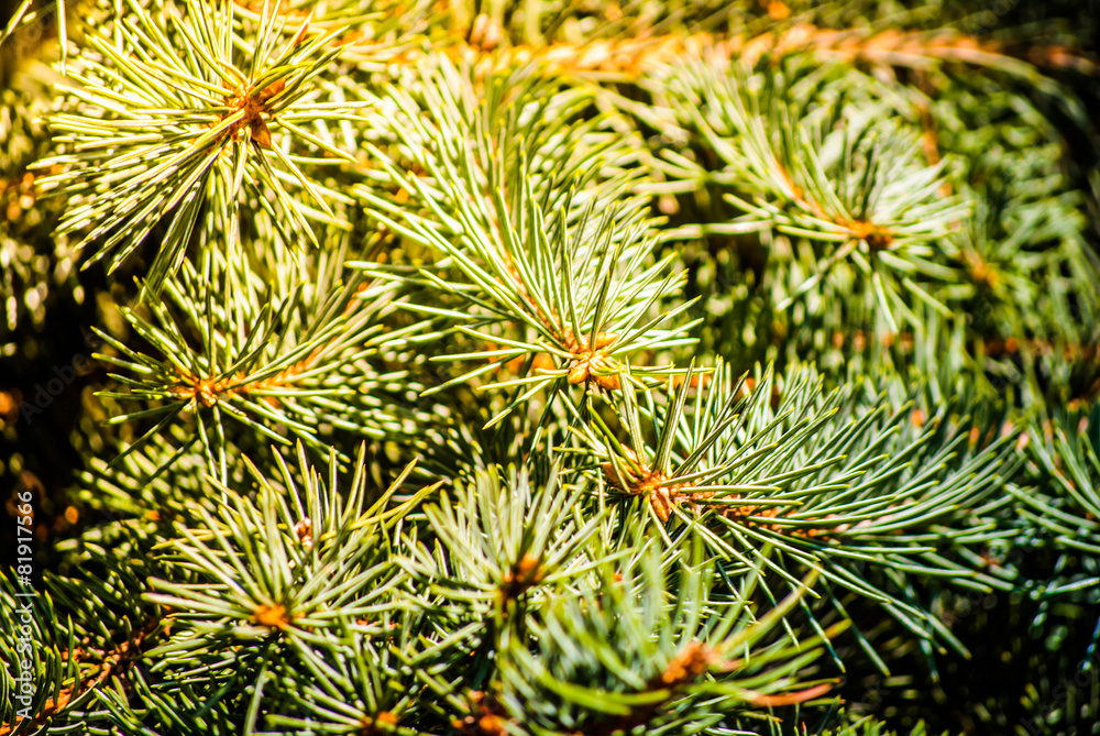Christmas green fir branch Christmas green fir branch