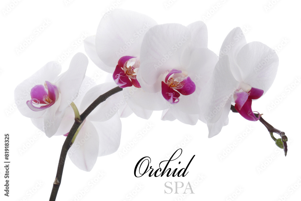 Orchid flower on a white background - obrazy, fototapety, plakaty 
