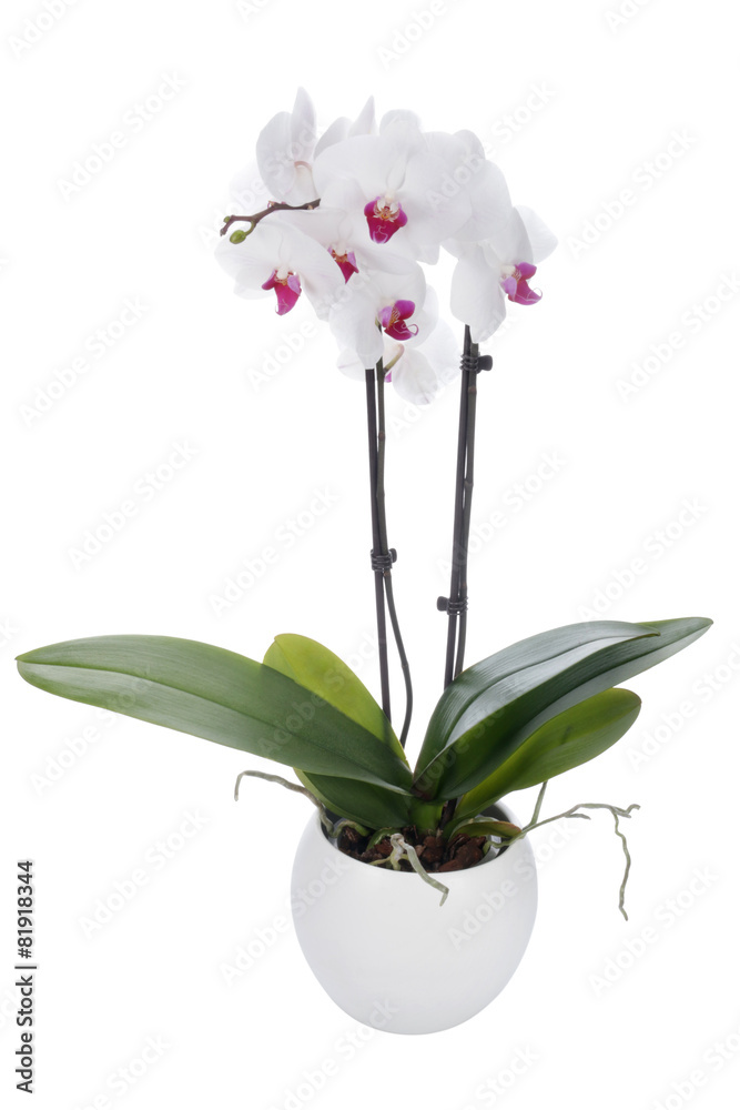 Fototapeta premium White orchid on a white background