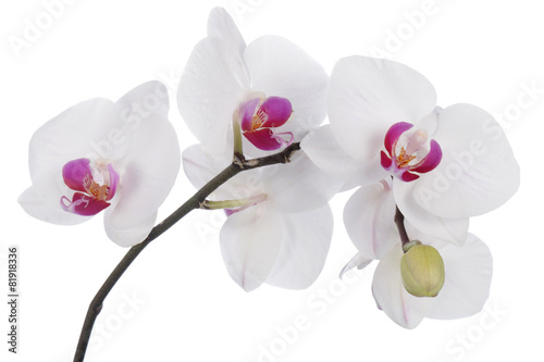 Orchid flower on a white background