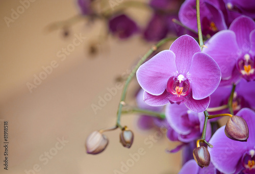 Fototapeta Naklejka Na Ścianę i Meble -  phalaenopsis orchid flower