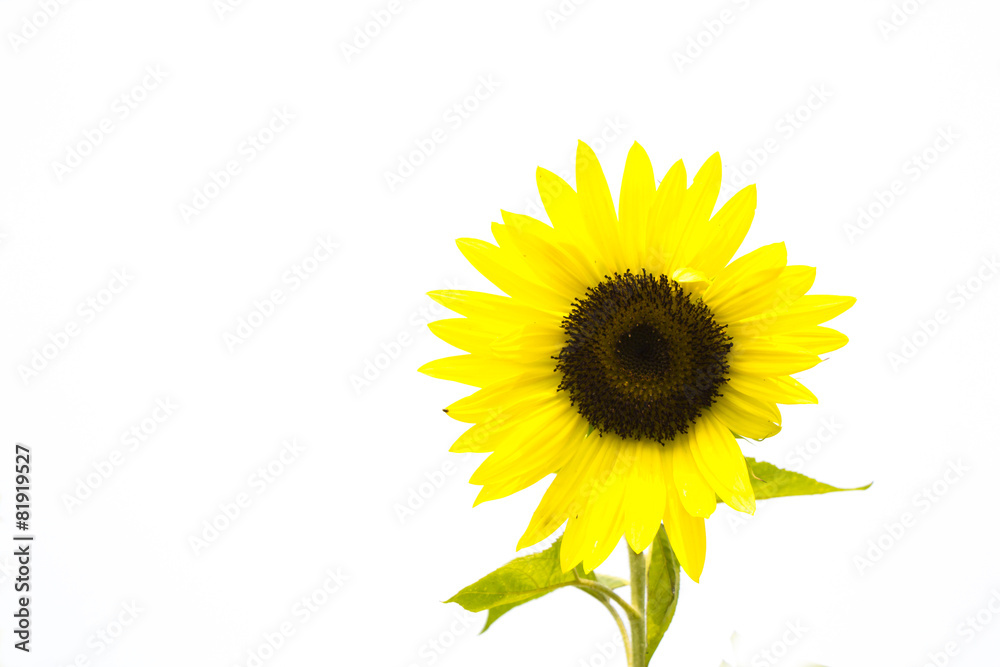 Obraz premium sunflower on white background, isolated flower 