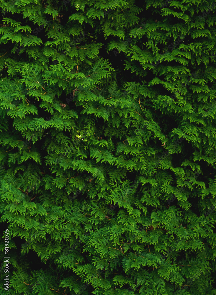 Pine lush green trees Pine lush green trees