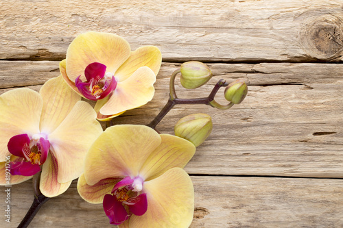 Fototapeta Naklejka Na Ścianę i Meble -  Yellow orchid.