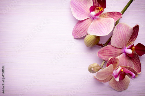 Fototapeta Naklejka Na Ścianę i Meble -  Pink orchid flower.