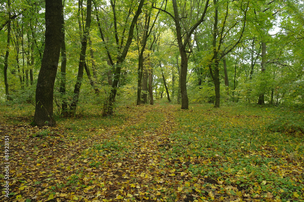 Obraz premium forest in autumn